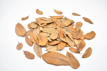 Live Oak Isopod Leaf Litter